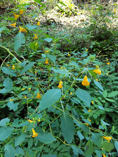 Jewelweed