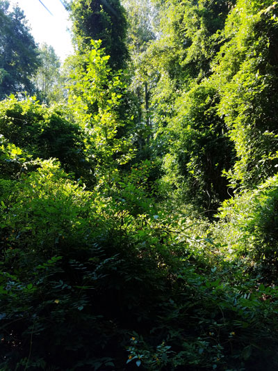 overgrown wisteria