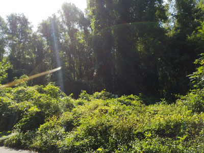 sunshine through the trees