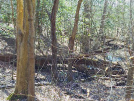 Log Bridge